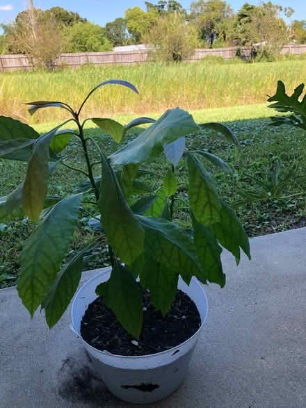 Photo of free 2 Avacado baby trees (12th St & IRB, Vero Beach) #1