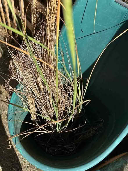 Photo of free Pond plant - bull rush (North Tonbridge TN10) #1