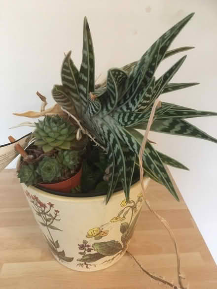 Photo of free House plants (DE56) #2