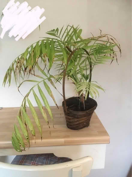 Photo of free House plants (DE56) #3