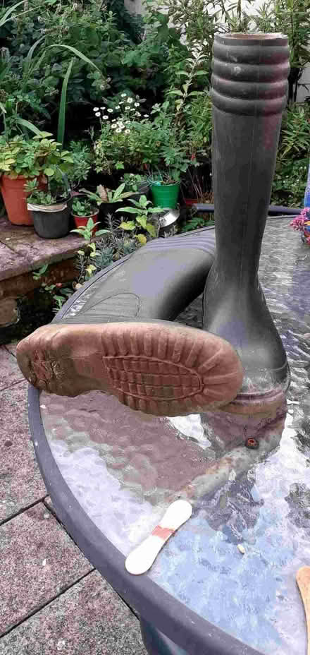 Photo of free Wellies (Madeley TF7) #1