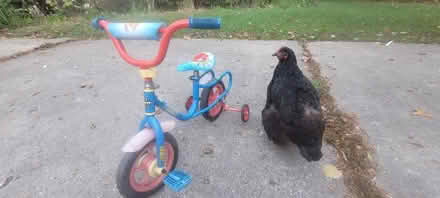 Photo of free Huffy Spiderman child's tricycle (Near McFarland) #2