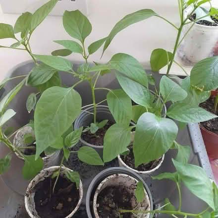 Photo of free Chilli plants (Parkstreet AL2) #2