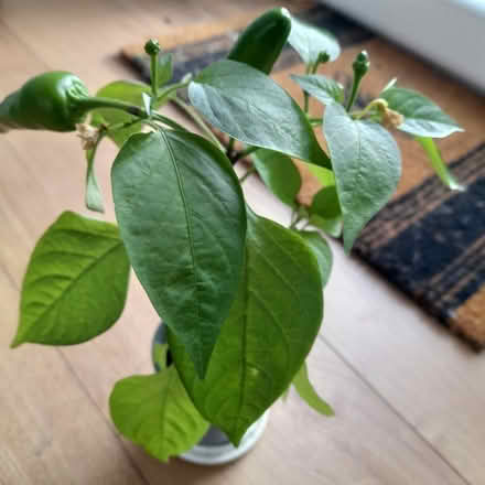 Photo of free Chilli plants (Parkstreet AL2) #1