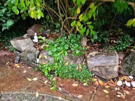 Photo of free Rockery rocks (Maidenhead) #1