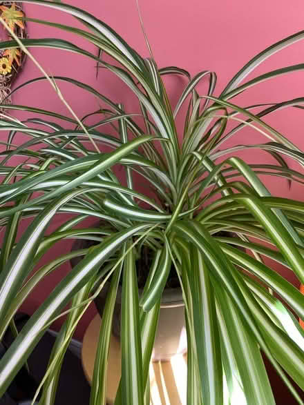 Photo of free Spider plant (Hurontario & Eglinton) #1