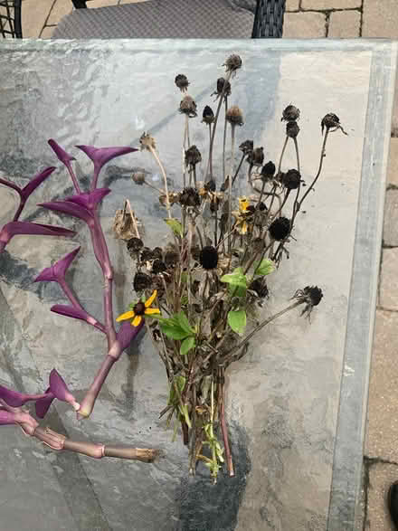 Photo of free Plants (SE Downers Grove) #3