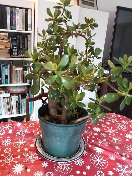 Photo of free Jade plants (North Van Etten) #1