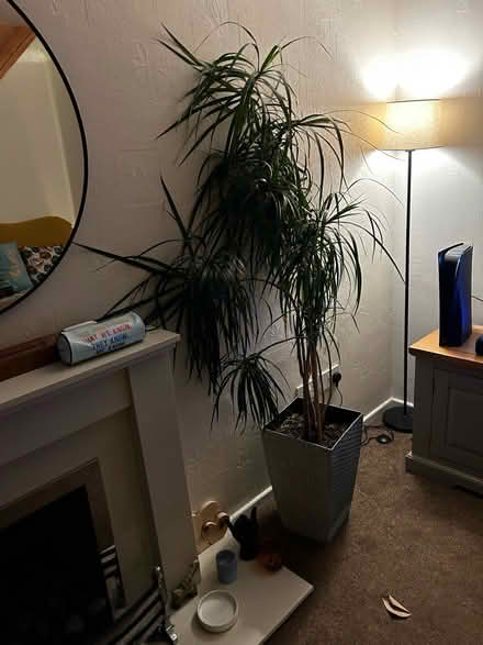 Photo of free Dragon Plant (Cookley, DY10) #1