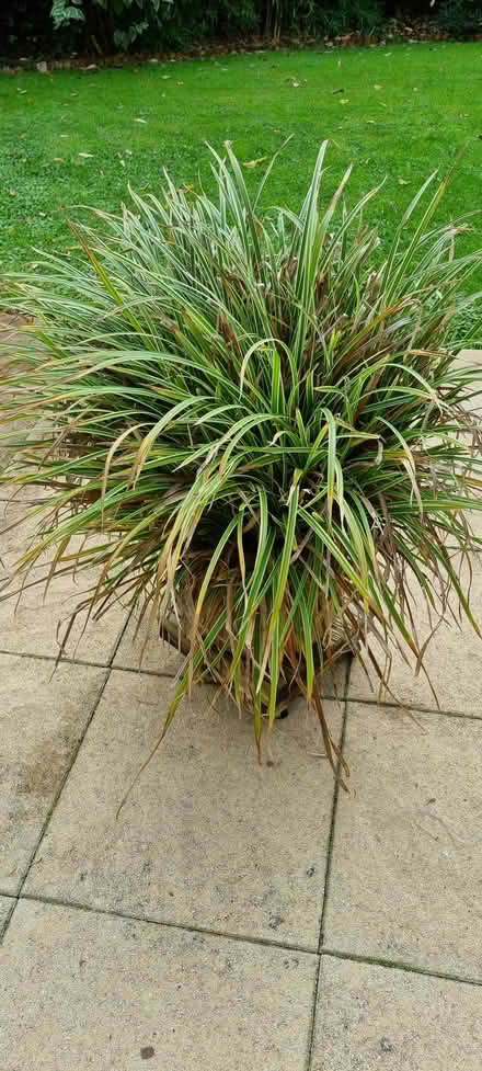 Photo of free Established ornamental grasses (Worcester) #1