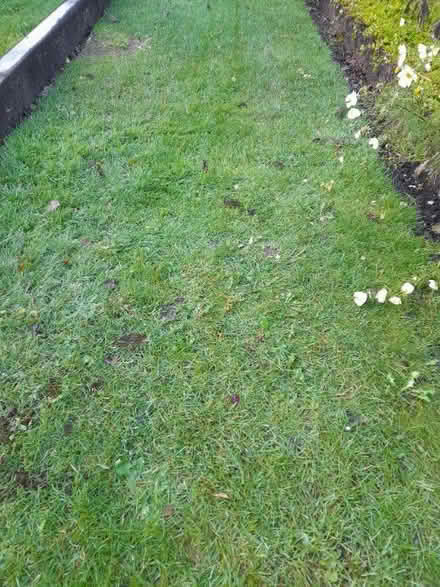 Photo of free Turf (Kingston Park NE3) #1