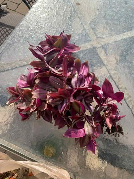 Photo of free Plants (SE Downers Grove) #4