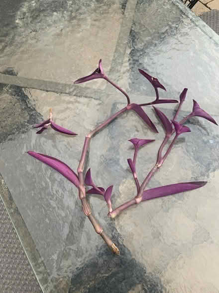 Photo of free Plants (SE Downers Grove) #2