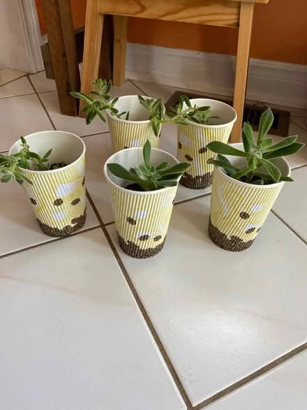 Photo of free Succulent cuttings (Hurontario & Eglinton) #2