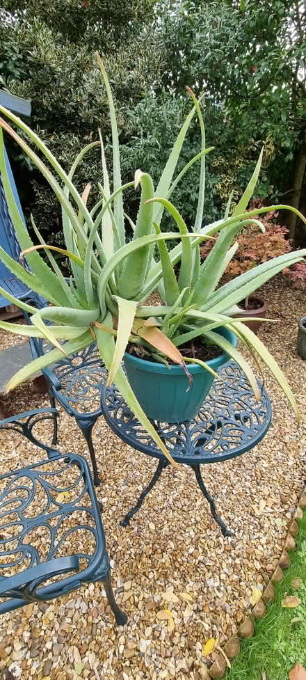 Photo of free Aloe Vera plants (Worcester) #1