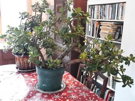 Photo of free Jade plants (North Van Etten) #2