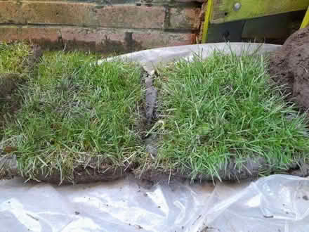 Photo of free Turf (Kingston Park NE3) #3