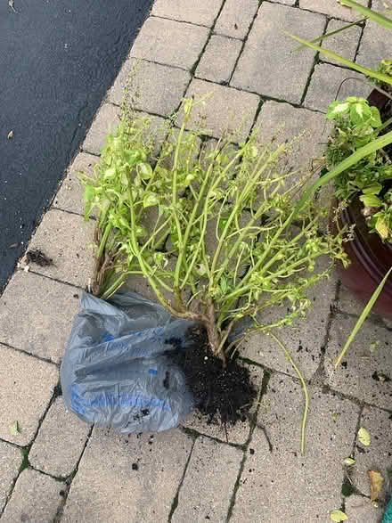 Photo of free Plants (SE Downers Grove) #1