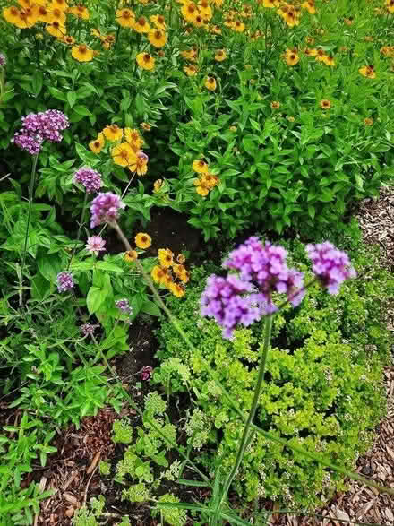 Photo of free Verbena Bonariensis Seedling (Morden SM4) #2