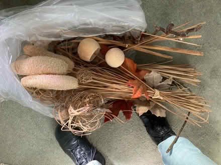 Photo of free Dried flowers (BR2) #1