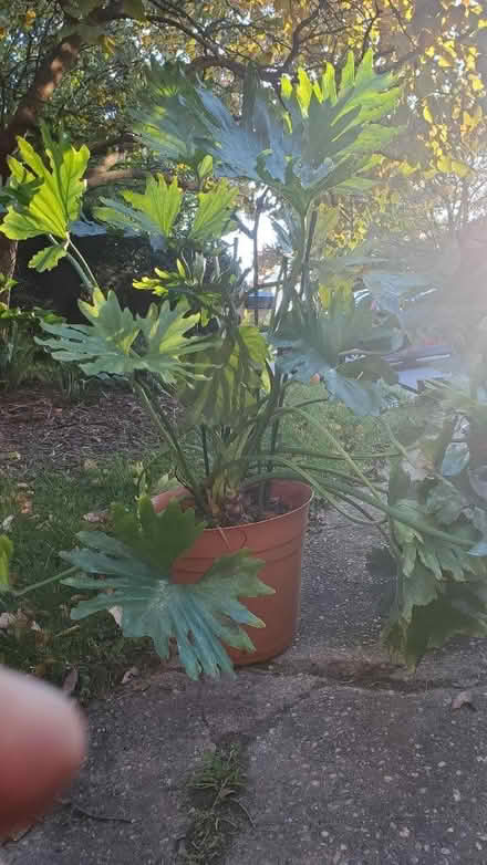 Photo of free indoor plants (Towson nr. Loch Raven & Taylor) #1