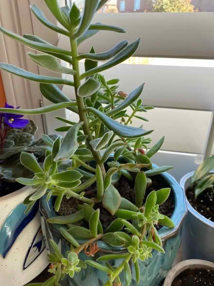 Photo of free Succulent cuttings (Hurontario & Eglinton) #1