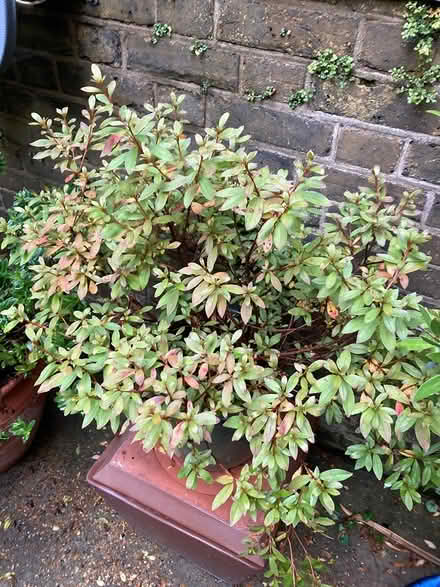Photo of free Outdoor plants and pots (Preston Park BN1) #3