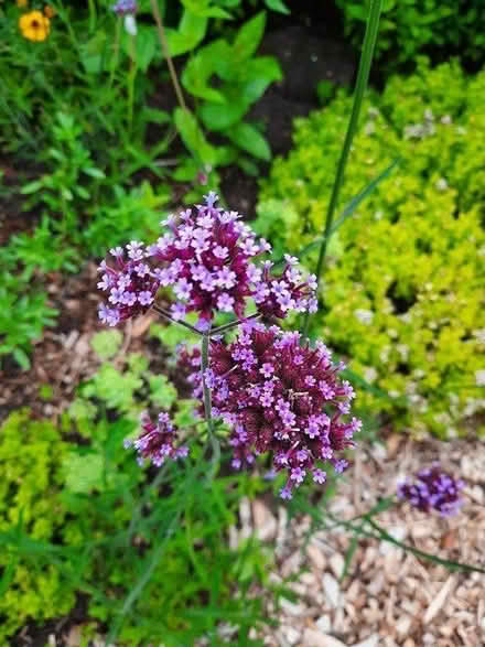 Photo of free Verbena Bonariensis Seedling (Morden SM4) #1
