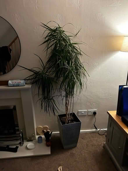Photo of free Dragon Plant (Cookley, DY10) #2