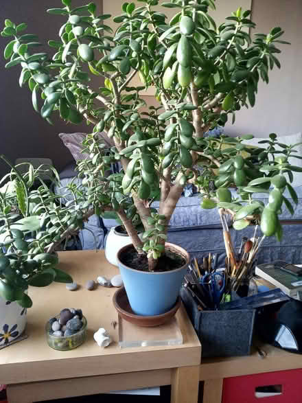 Photo of free Large Money plant (Carlton Hill BN2) #1