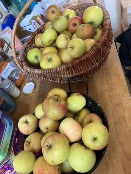 Photo of free Apples galore! (Craigleith EH4) #1