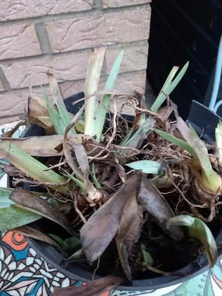 Photo of free Iris Rhizomes (IP3 - Near Ipswich Hospital) #2