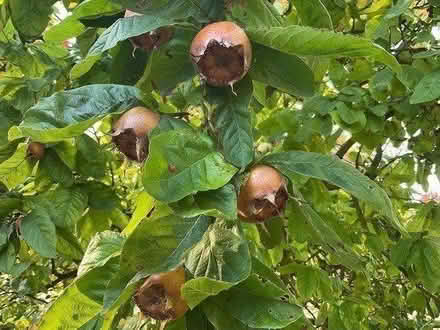 Photo of free Medlars ready to pick (EYE IP23) #1