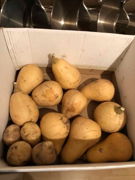 Photo of free 10 small butternut squash (Hyde Park LS6) #1