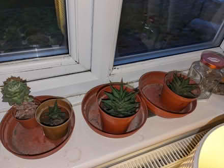 Photo of free Succulent plants (Cannon Park CV4) #1