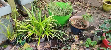 Photo of free Plants (Manchester M19) #1