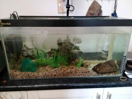 Photo of free Fish tank (Hertford SG13) #1