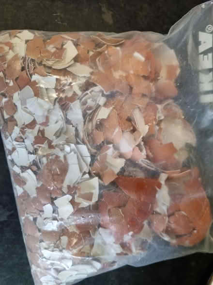 Photo of free Egg shells (SE1) #1