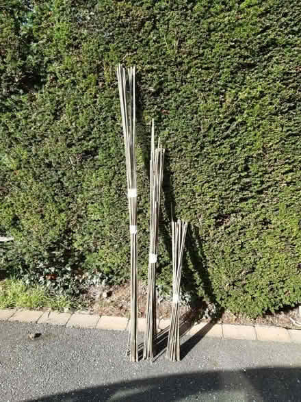 Photo of free Bamboo canes (Glenleigh Park TN39) #1