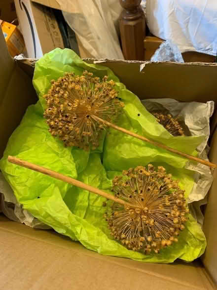 Photo of free Allium seed heads. (Quatt WV15) #1