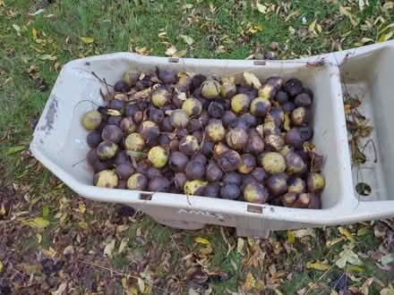 Photo of free Black walnuts (Peekskill) #1