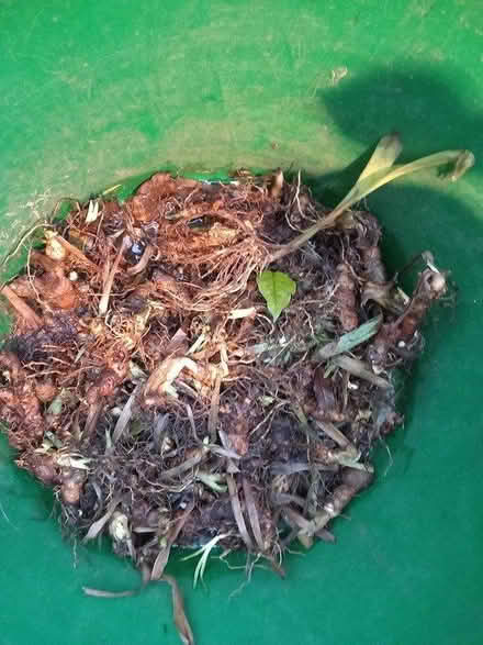 Photo of free Iris Rhizomes (IP3 - Near Ipswich Hospital) #1