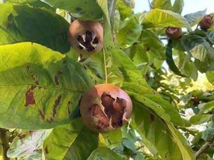 Photo of free Medlars ready to pick (EYE IP23) #2