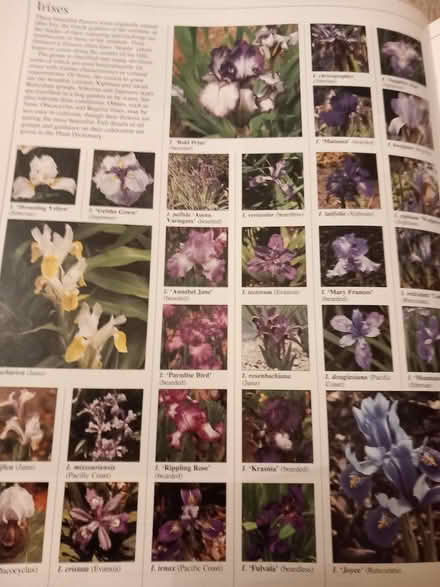 Photo of free Iris Rhizomes (IP3 - Near Ipswich Hospital) #3