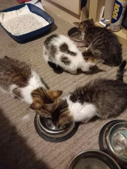 Photo of Kitten cat things (Millbrook SK15) #1