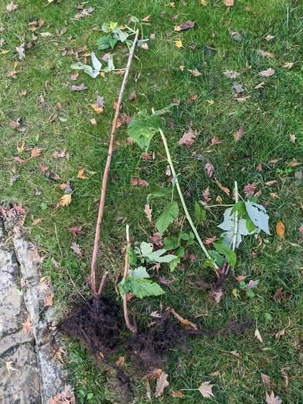 Photo of free Raspberry plants (Fetcham) #1