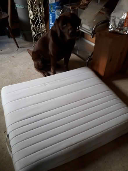 Photo of free Large dog bed (daventry NN11) #1