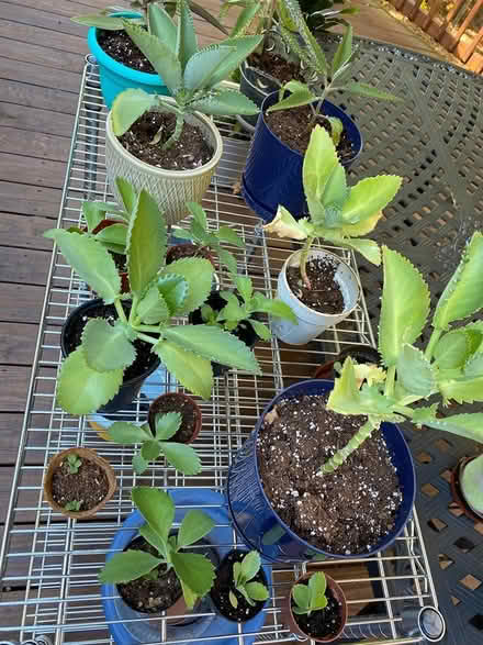 Photo of free mother of thousands - kalanchoe (Dunlora) #1