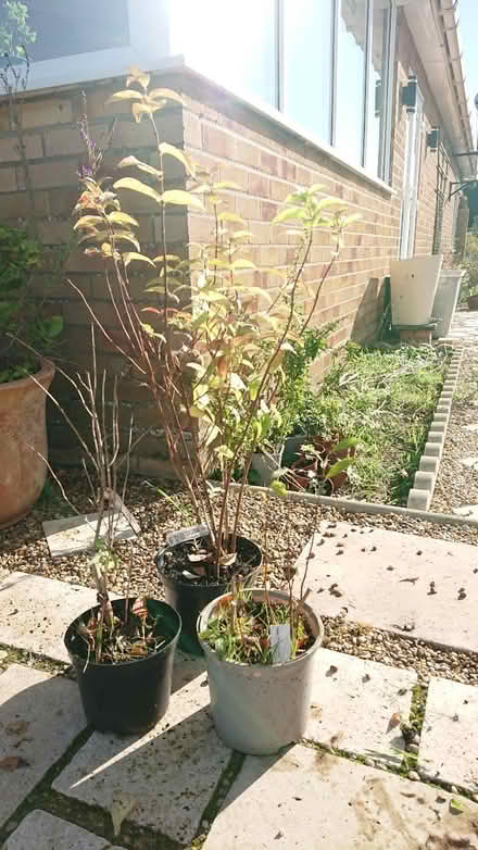 Photo of free 3 x shrubs (Brooke NR15) #1