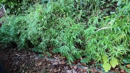 Photo of free Bamboo plants (Farnborough GU14) #2